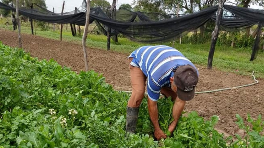 Acompañamiento a productores de Clorinda