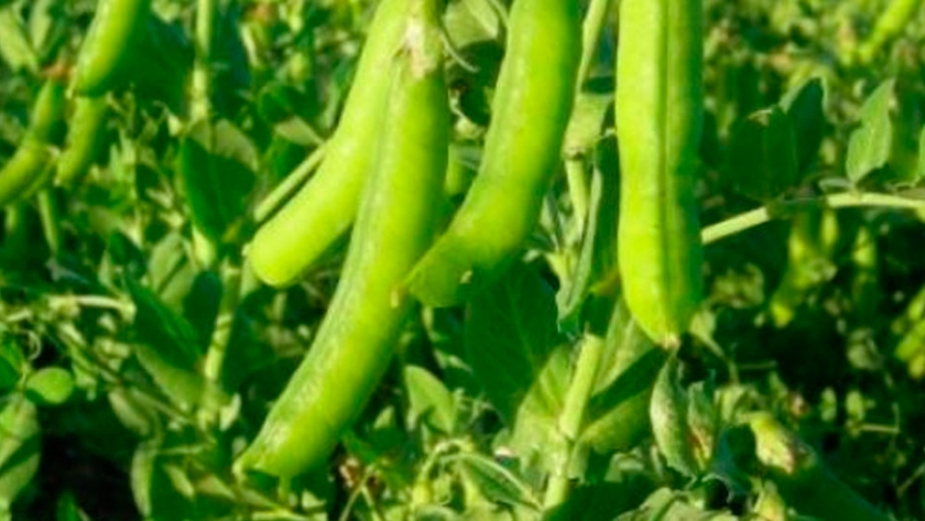 Las arvejas ganan un lugar en la agenda del campo