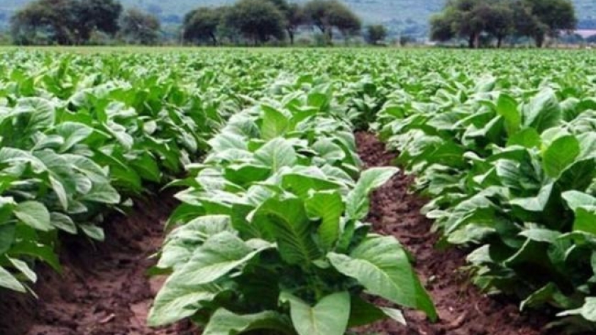 Tabacaleros tucumanos recibirán $152 millones en fertilizantes
