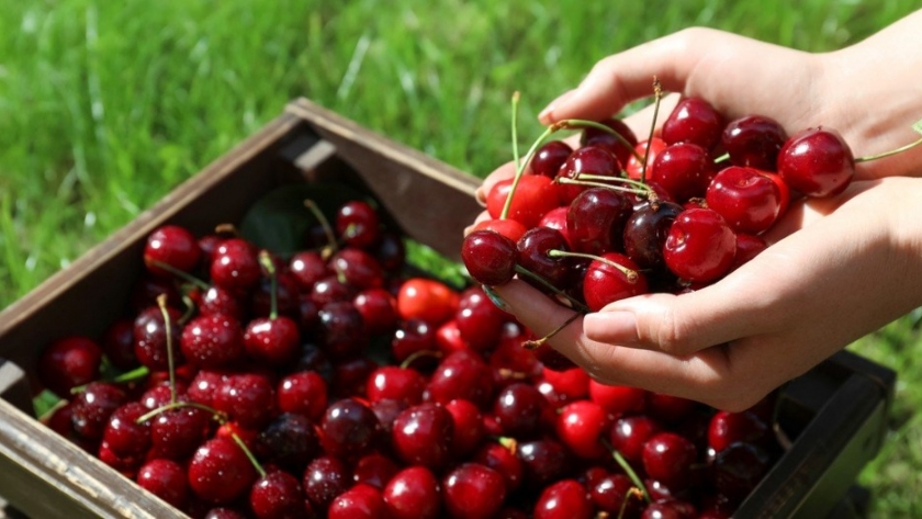 Cancillería impulsa las exportaciones de cerezas y arándanos argentinos