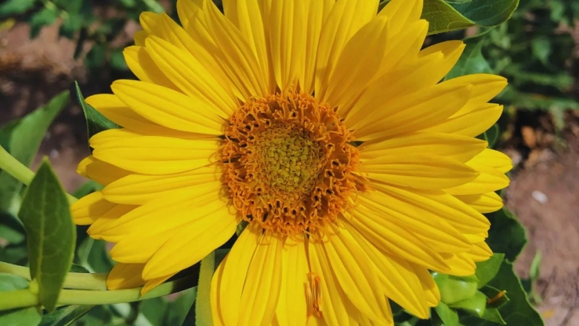 Estudian el potencial del girasol perenne como alternativa forrajera