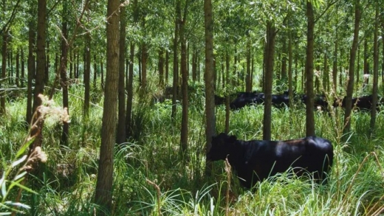 Oportunidades de mercado: bonos de carbono en sistemas silvopastoriles argentinos