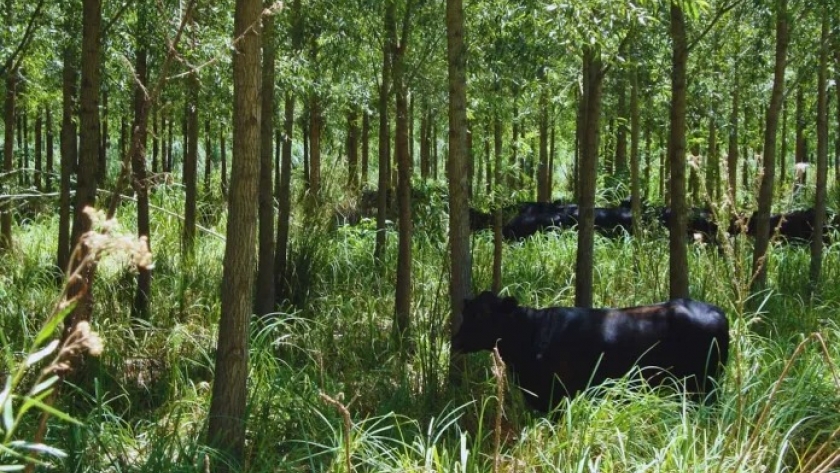 Oportunidades de mercado: bonos de carbono en sistemas silvopastoriles argentinos