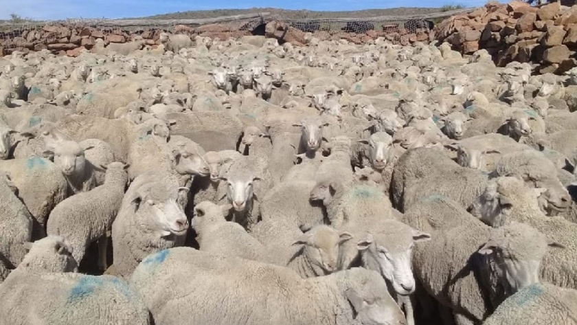 Nueva Esperanza: la Cooperativa Agrícola de Laguna Blanca que sostiene a 20 familias 