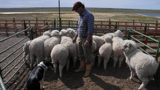 Cumbre por la lana ante el Gobierno: productores ovinos pidieron un “derrame” del dólar exportador