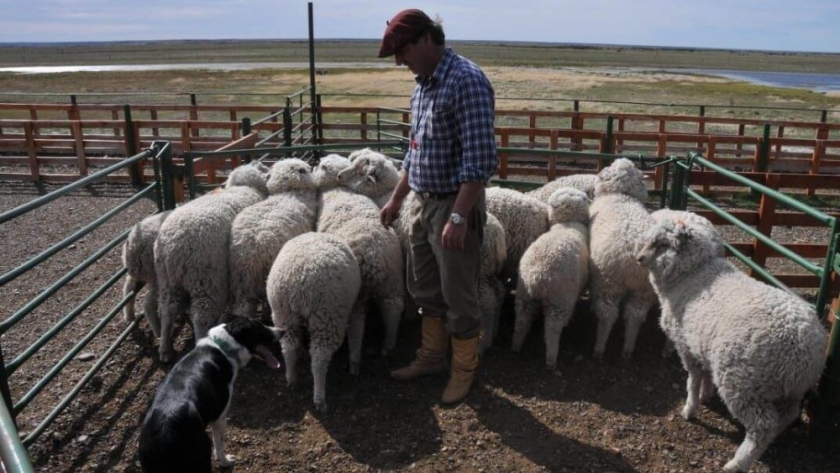 Cumbre por la lana ante el Gobierno: productores ovinos pidieron un “derrame” del dólar exportador