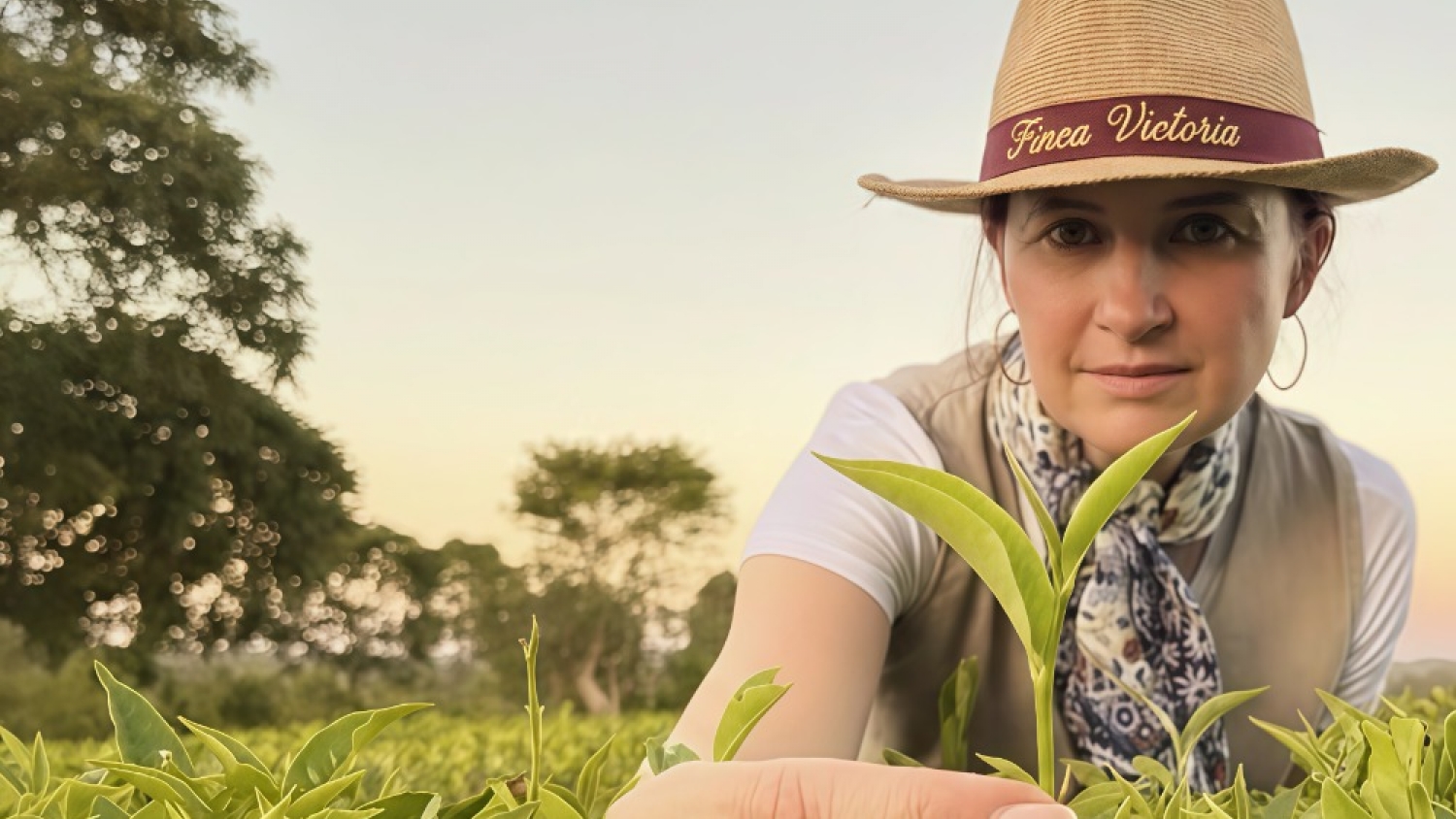 De publicidad al té gourmet: apuesta en Misiones