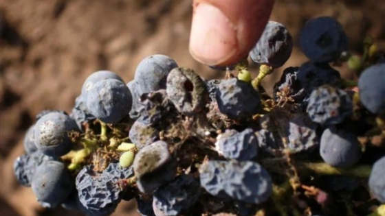 Finalizando la cosecha de uva, se realizaron cinco jornadas a campo de lobesia botrana