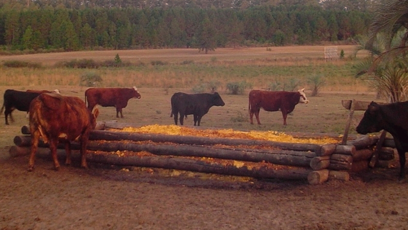 Aprovechan el descarte de cítricos para alimentar vacas