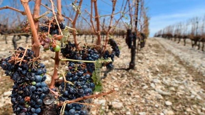 Cómo adaptar la viticultura al cambio climático