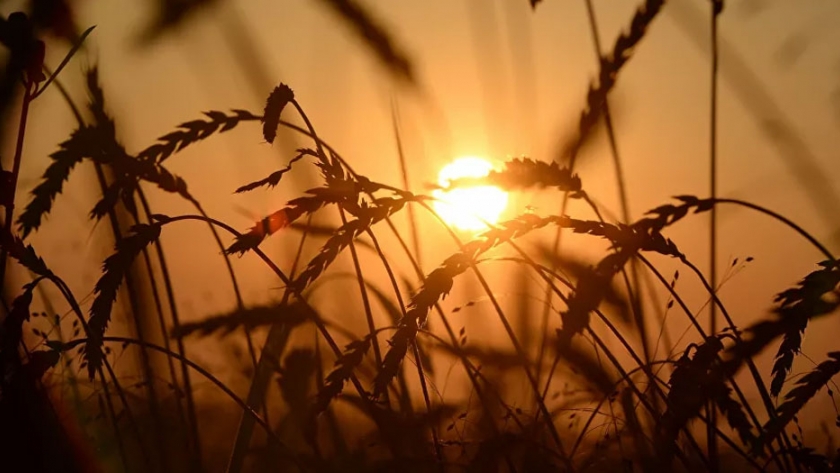 Agricultura de Rusia espera producir más de 125 millones de toneladas de grano en 2020
