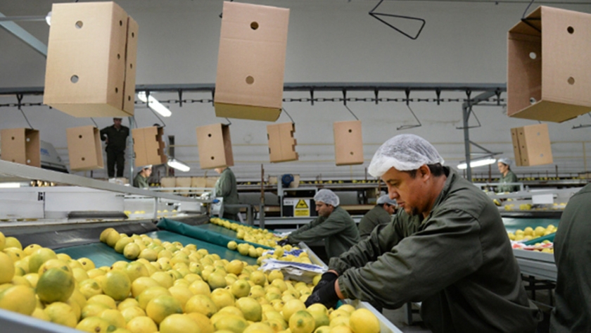 Con el 80% del limón exportado, cerró el envío de la fruta a la Unión Europea