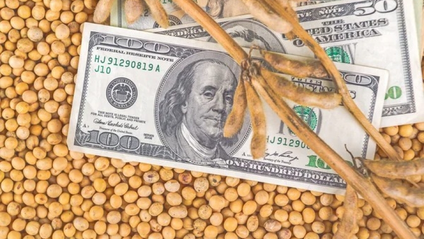 ¿Dólar campo?