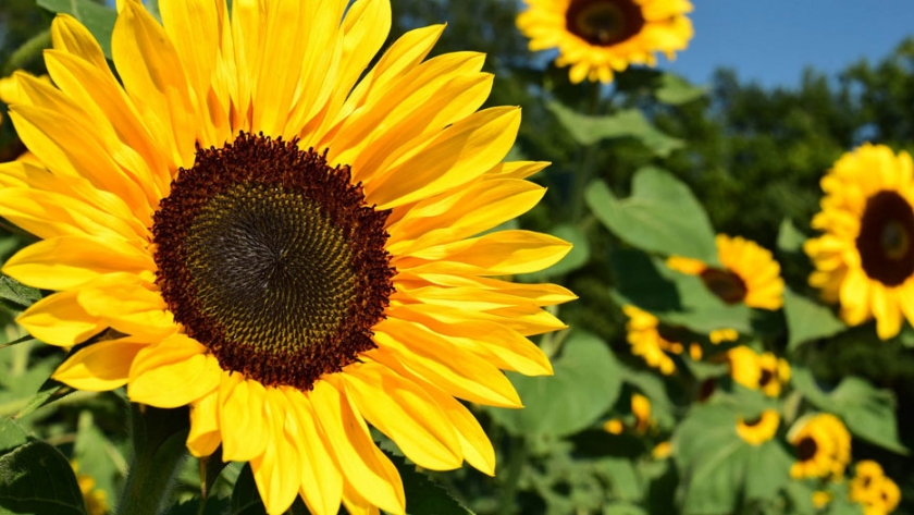 El girasol arrancó el llenado de grano con buen desarrollo y sin problemas  sanitarios 