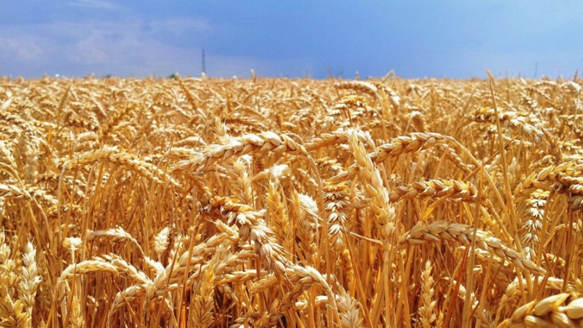 Australia cosechará una cantidad récord de trigo en la temporada 2020/2021