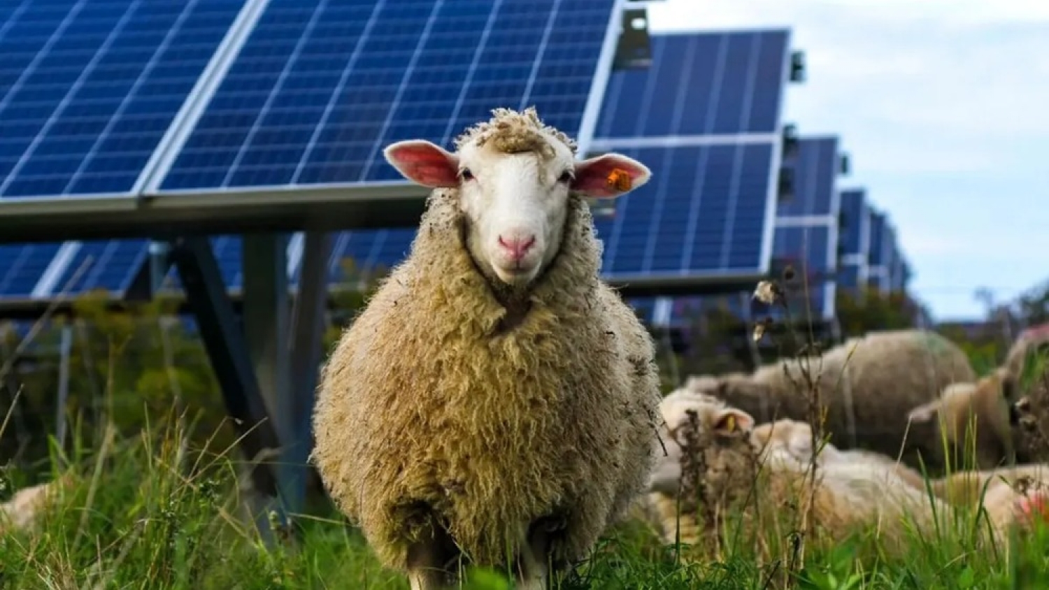 Ovejas entre paneles solares: la solución natural que protege el ecosistema