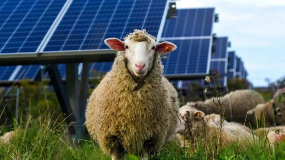 Ovejas entre paneles solares: la solución natural que protege el ecosistema