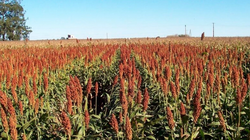 Los números del sorgo apuntalan el crecimiento del área en Entre Ríos