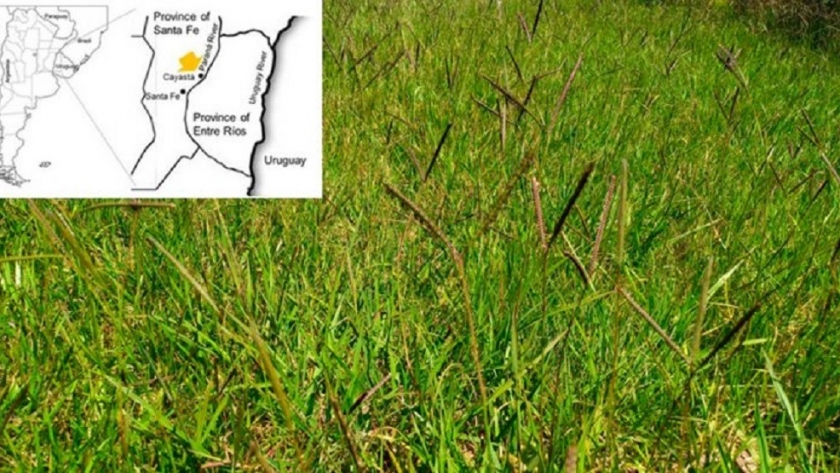 Descifran el genoma del pasto horqueta: una gramínea forrajera muy extendida en Sudamérica