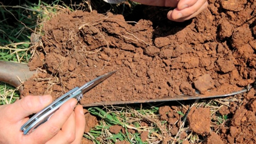 Fertilización: bajo índice de muestreo de suelos