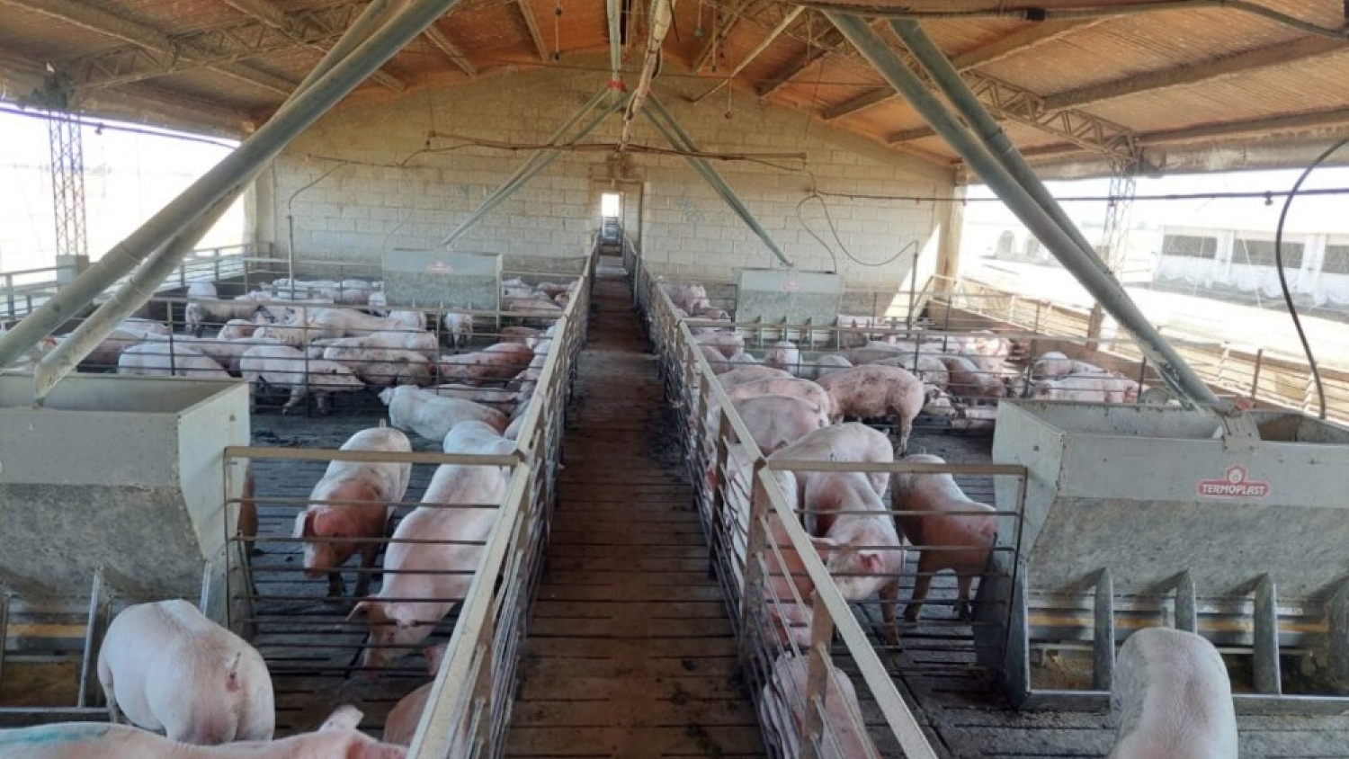 Efluentes porcinos: una enmienda orgánica que potencia la soja y mejora el suelo