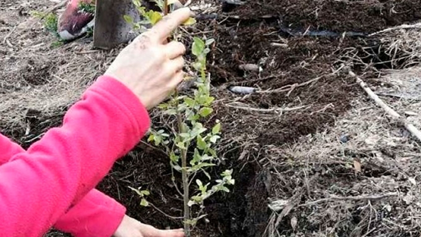 Restauran suelos y ambientes afectados por los incendios