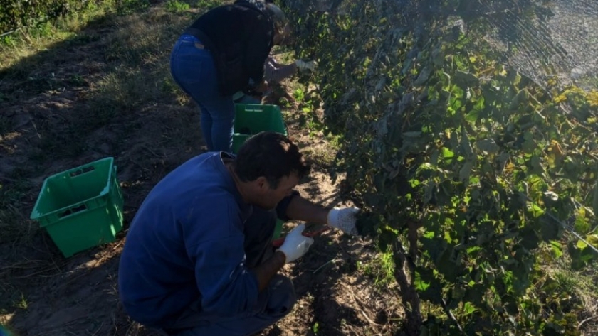 Excelente rendimiento en la tercera vendimia de Pichi Huinca