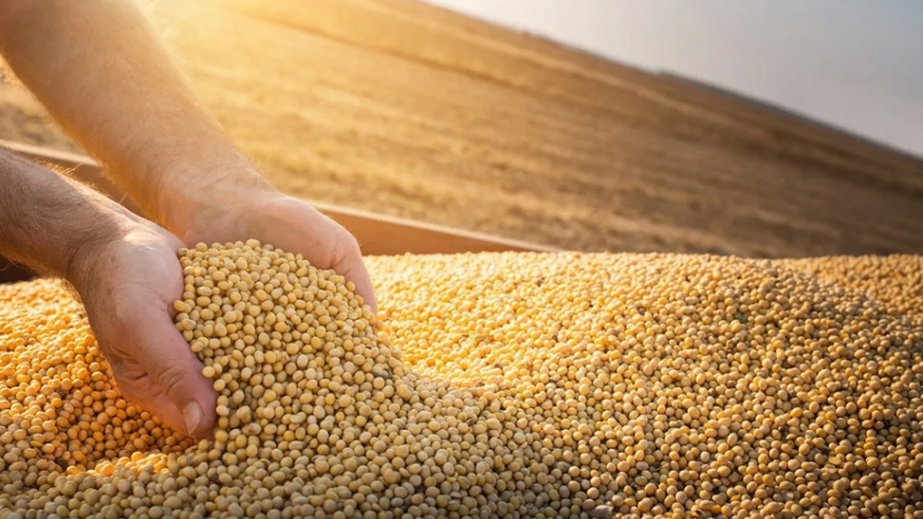 Mercado de granos: el USDA muestra una parte, el clima dirá el resto