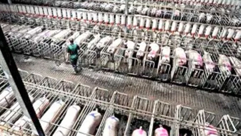 Una firma china sacrificó 1.000 cerdas por la aparición de dos nuevas cepas de Peste Porcina Africana