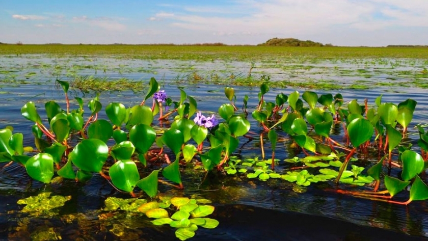 Esteros del Iberá: un santuario de animales y plantas destacado en el mundo