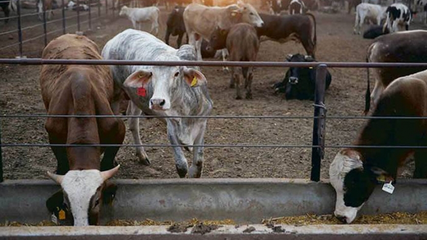 Ganadería industrial: ¿alimentar o contaminar?