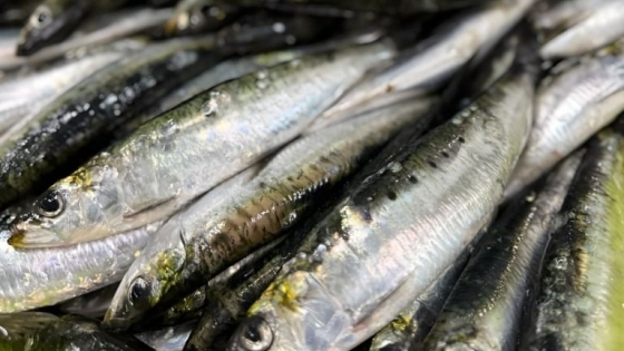 Avanza un plan para explorar la pesca de sardina fueguina en el sur argentino