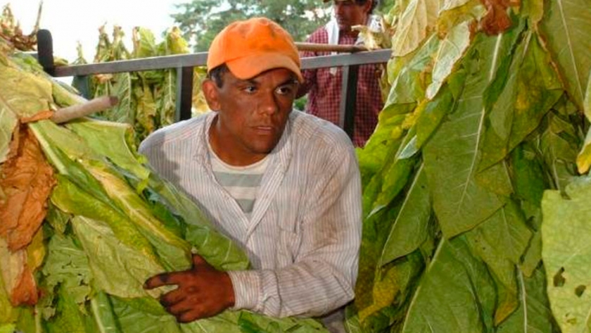 Transfieren más de $3.250 millones a pequeños productores de tabaco