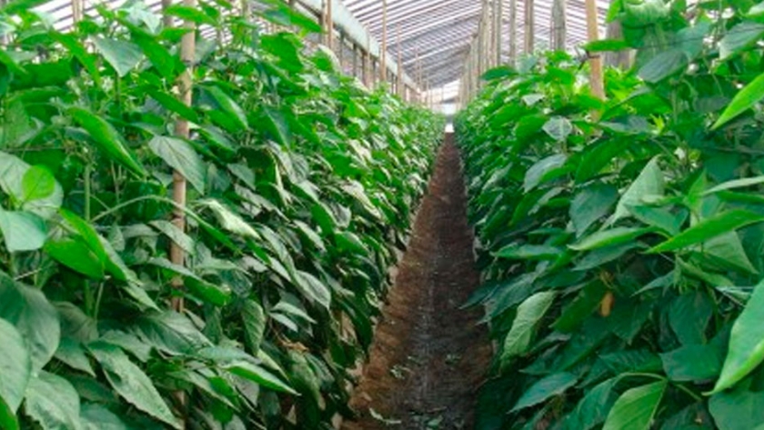 Control Biológico: Éxito Con Bajo Impacto Ambiental