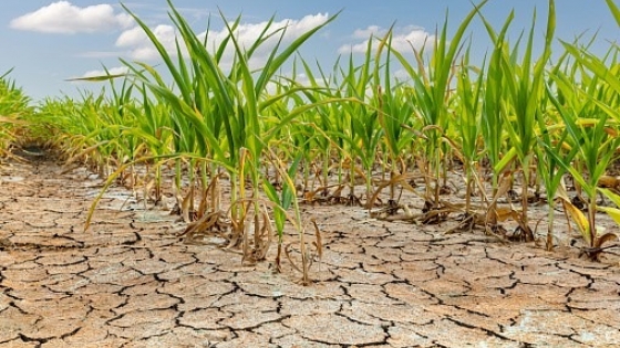 <Productores afectados por sequía podrán acceder a beneficios del Gobierno