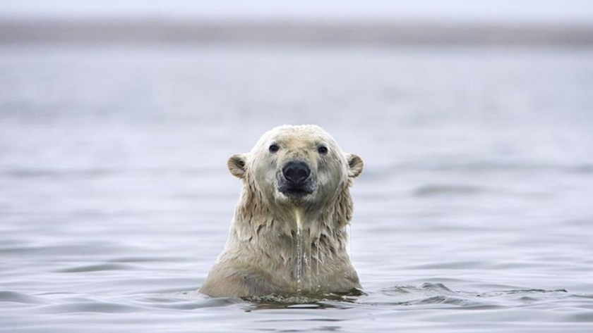 Rusia anunció que protegerá al oso polar y su hábitat
