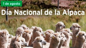 Día Nacional de la Alpaca: conoce las variedades y la importancia de este camélido peruano