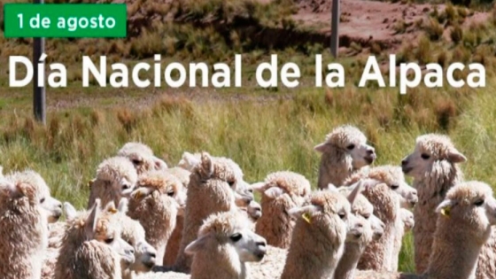 Día Nacional de la Alpaca: conoce las variedades y la importancia de este camélido peruano