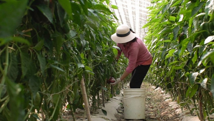 La provincia de Neuquén se adelantó a la obligatoriedad de las Buenas Prácticas Agrícolas
