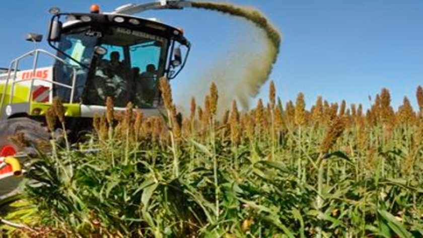 Más De 1.300 Personas Asistieron A La Jornada De Silaje De Maíz Y Sorgo Organizada Por MAIZAR