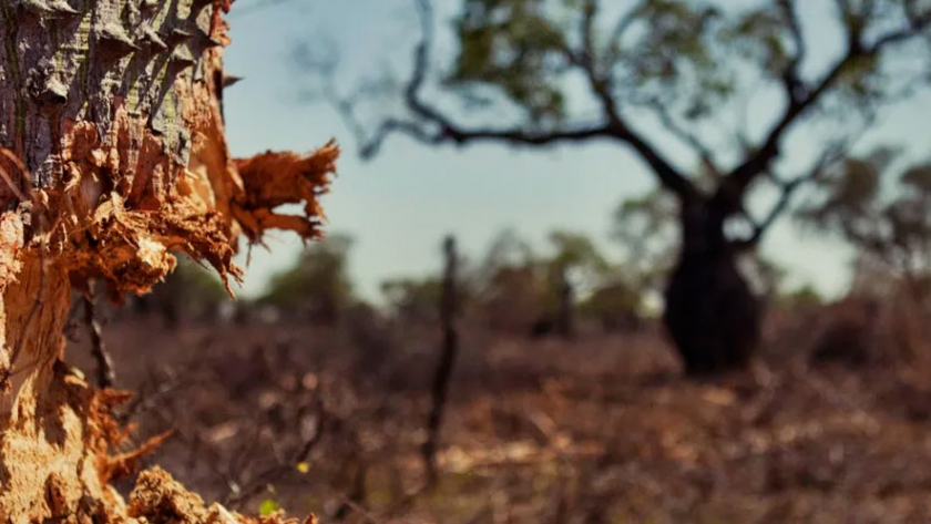 Bosques nativos: presentan un proyecto de ley para su protección