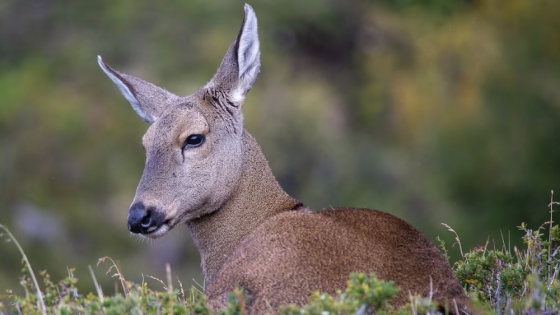 Impresionante hallazgo en Neuquén: reaparece el huemul en el Parque Nacional Lanín después de casi 30 años