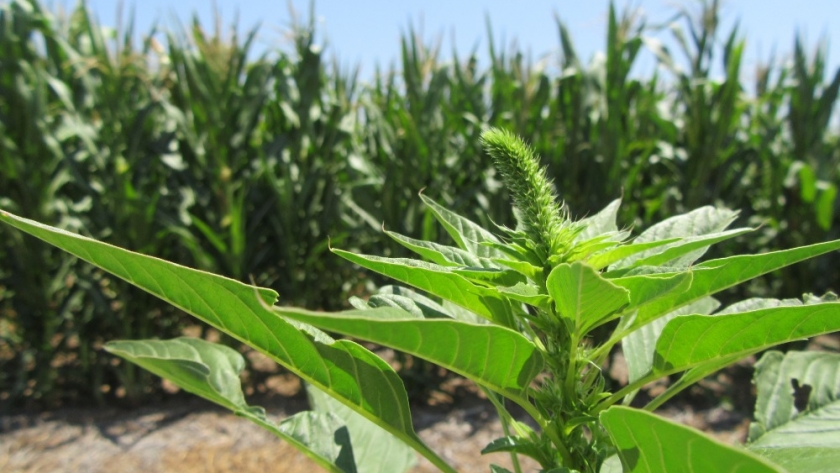 Ciencia, producción y sociedad: hacia un manejo sustentable