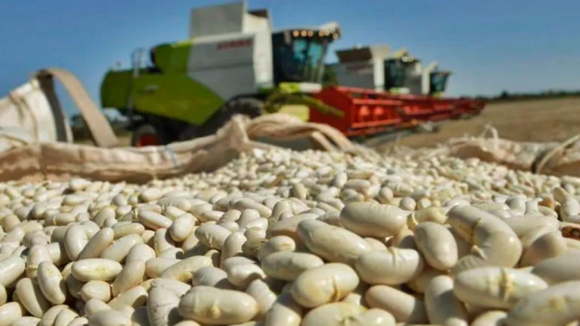 Porotos de colores complicados por la sequía