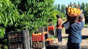 La productividad frutícola de Mendoza se verá afectada por bajas temperaturas