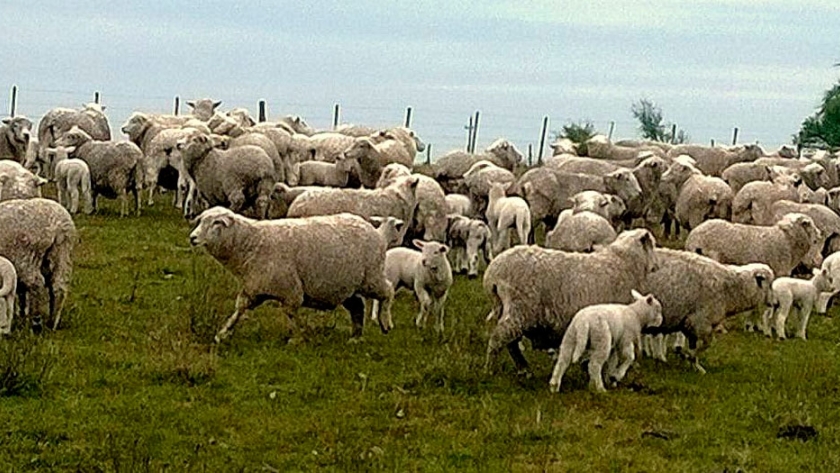 Ovinos: La demanda por corderos es importante en Uruguay