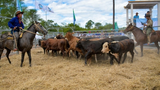Ganadería en Laguna Blanca: genética y venta directa