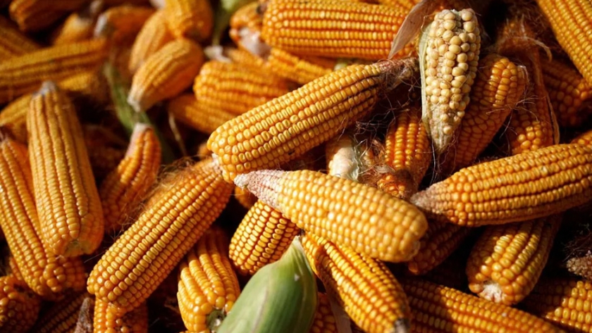 Sader pide a agricultores un "esfuerzo adicional" para aumentar la producción de maíz