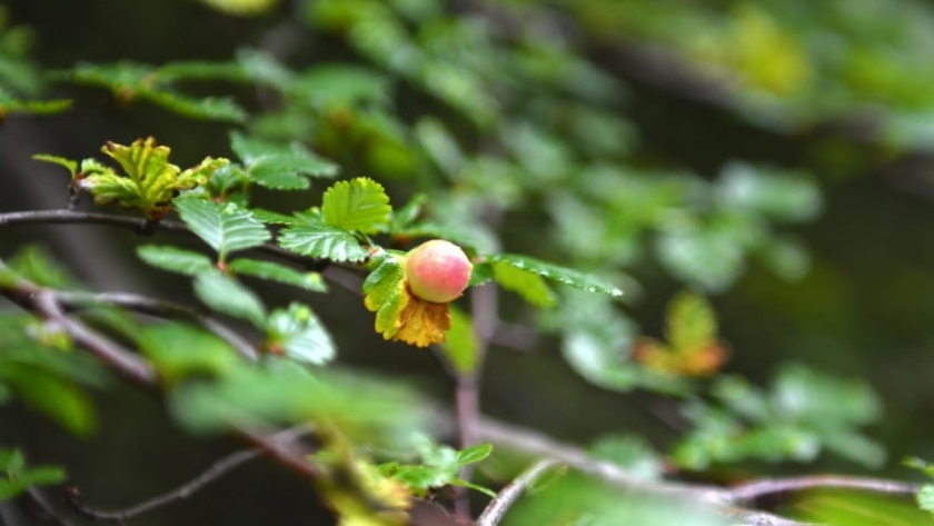 El Infuetur invita a conocer la flora y fauna de la provincia a través de la primera Guía Digital de Especies Fueguinas