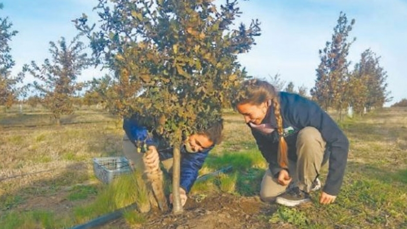 La Patagonia se propone como nueva cuenca trufera